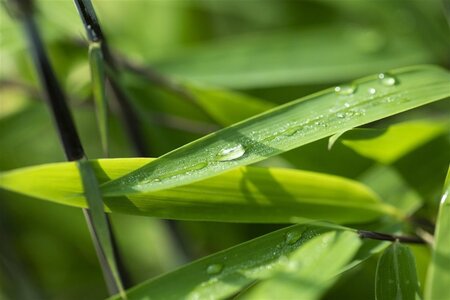 Fargesia nitida 'Black Pearl' geen maat specificatie cont. 3,0L - afbeelding 1