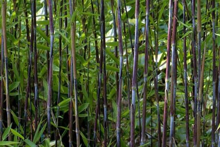 Fargesia nitida 'Black Pearl' geen maat specificatie cont. 3,0L - afbeelding 3