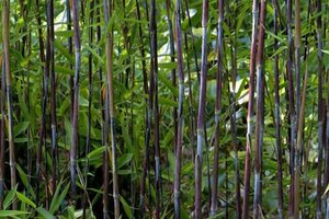 Fargesia nitida 'Black Pearl' geen maat specificatie cont. 3,0L - afbeelding 3