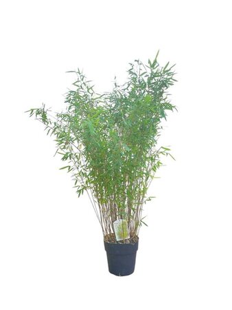 Fargesia nitida 'Gansu 95/2' 100-125 cm cont. 10L - afbeelding 1