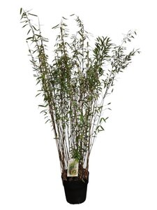 Fargesia nitida 'Gansu 95/2' 100-125 cm cont. 10L - afbeelding 2