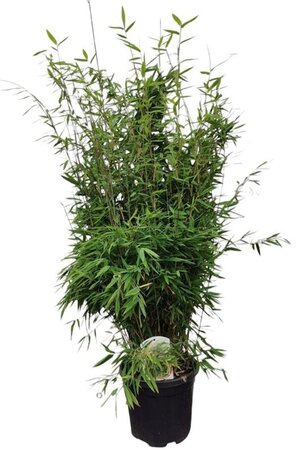 Fargesia nitida 'Gansu 95/2' 100-125 cm cont. 10L - afbeelding 3
