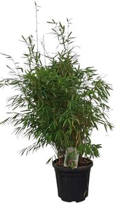 Fargesia nitida 'Gansu 95/2' 100-125 cm cont. 15L