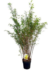 Fargesia nitida 'Gansu 95/2' 125-150 cm cont. 10L