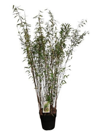 Fargesia nitida 'Gansu 95/2' 125-150 cm cont. 10L - afbeelding 2