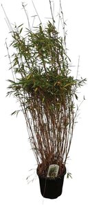 Fargesia nitida 'Gansu 95/2' 125-150 cm cont. 15L