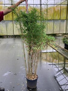 Fargesia nitida 'Gansu 95/2' 125-150 cm cont. 15L - afbeelding 3