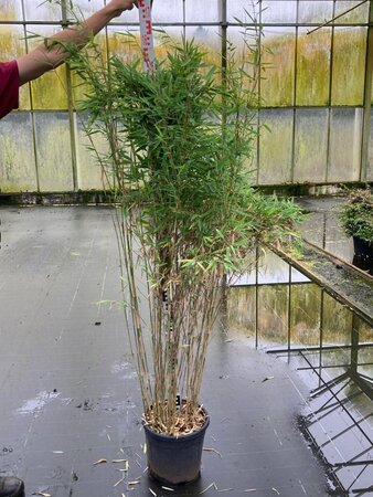 Fargesia nitida 'Gansu 95/2' 125-150 cm cont. 15L - afbeelding 4