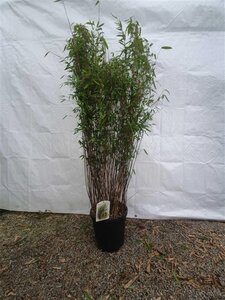 Fargesia nitida 'Gansu 95/2' 125-150 cm cont. 15L - image 2