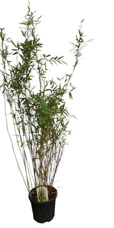 Fargesia nitida 'Gansu 95/2' 150-175 cm cont. 10L - afbeelding 1