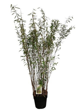 Fargesia nitida 'Gansu 95/2' 150-175 cm cont. 10L - afbeelding 2