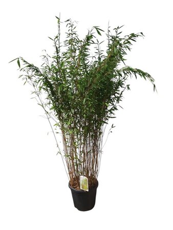 Fargesia nitida 'Gansu 95/2' 150-175 cm cont. 15L - afbeelding 1