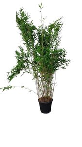 Fargesia nitida 'Gansu 95/2' 150-175 cm cont. 15L - afbeelding 2