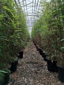 Fargesia nitida 'Gansu 95/2' 175-200 cm cont. 15L