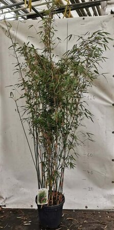 Fargesia nitida 'Gansu 95/2' 175-200 cm cont. 15L - afbeelding 4