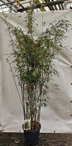 Fargesia nitida 'Gansu 95/2' 175-200 cm cont. 15L - afbeelding 4