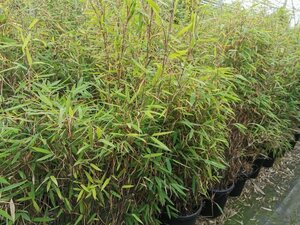 Fargesia nitida 'Gansu 95/2' 175-200 cm cont. 15L - image 2