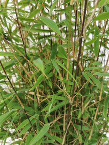 Fargesia nitida 'Gansu 95/2' 175-200 cm cont. 15L - image 3