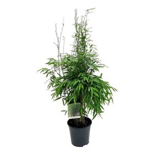 Fargesia nitida 'Gansu 95/2' 80-100 cm cont. 10L - afbeelding 2