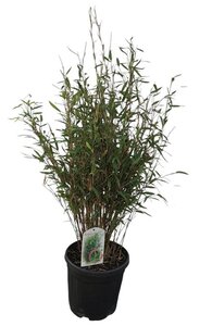 Fargesia nitida 'Gansu 95/2' 80-100 cm cont. 10L
