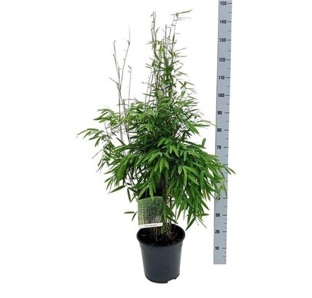 Fargesia nitida 'Gansu 95/2' 80-100 cm cont. 10L - afbeelding 3