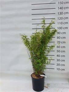 Fargesia nitida 'Volcano' 100-125 cm cont. 15L - afbeelding 6