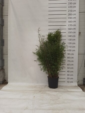 Fargesia nitida 'Volcano' 100-125 cm cont. 15L - image 3