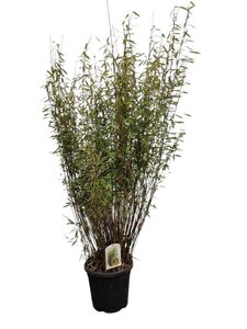 Fargesia nitida 'Volcano' 125-150 cm cont. 15L - afbeelding 4