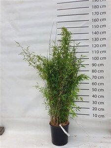 Fargesia nitida 'Volcano' 125-150 cm cont. 15L - afbeelding 5