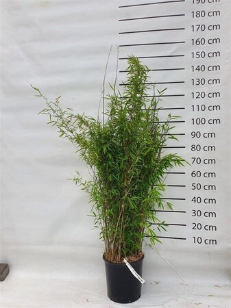 Fargesia nitida 'Volcano' 125-150 cm cont. 15L - afbeelding 3