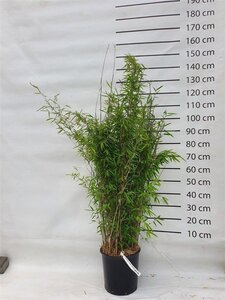 Fargesia nitida 'Volcano' 125-150 cm cont. 15L - afbeelding 3