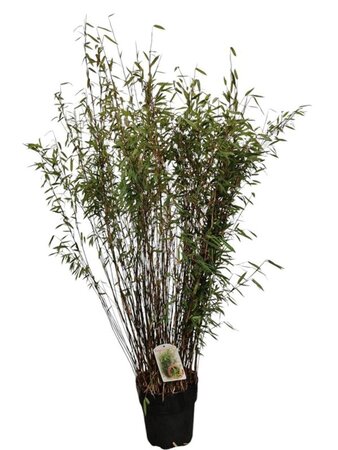 Fargesia nitida 'Volcano' 80-100 cm cont. 10L - afbeelding 3