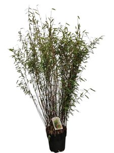 Fargesia nitida 'Volcano' 80-100 cm cont. 10L - afbeelding 3