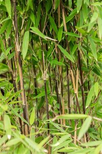 Fargesia nitida 'Volcano' 80-100 cm cont. 10L