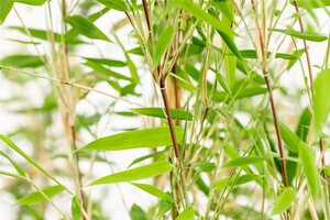 Fargesia 'Obelisk' geen maat specificatie cont. 15L