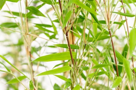 Fargesia 'Obelisk' geen maat specificatie cont. 15L