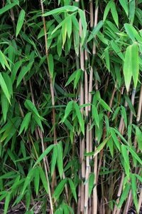 Fargesia 'Obelisk' geen maat specificatie cont. 3,0L