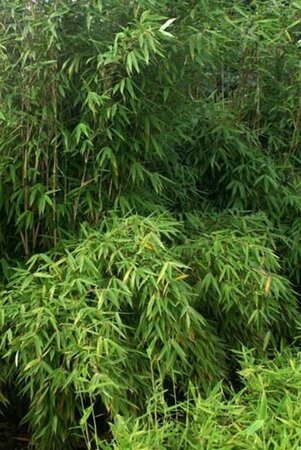 Fargesia 'Obelisk' geen maat specificatie cont. 3,0L - afbeelding 2