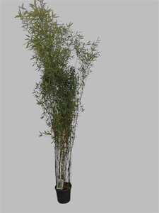 Fargesia 'Black Dragon' 200-250 cm cont. 10L