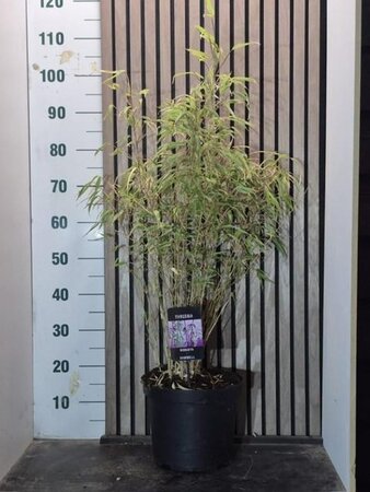 Fargesia robusta 'Campbell' 80-100 cm cont. 7,5L - afbeelding 3