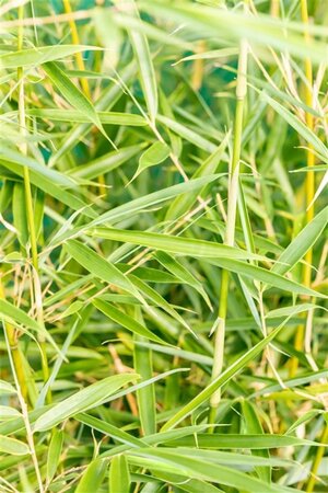 Fargesia robusta 'Campbell' geen maat specificatie cont. 15L