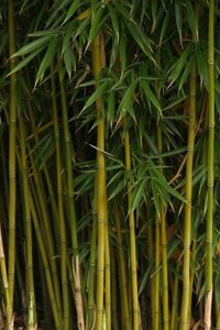 Fargesia robusta 'Campbell' geen maat specificatie cont. 3,0L