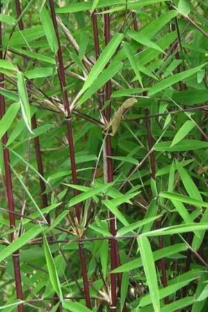 Fargesia 'Red Dragon' 10-20 cm cont. 1L - afbeelding 2