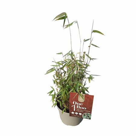 Fargesia 'Red Dragon' 20-30 cm cont. 2,0L - afbeelding 3