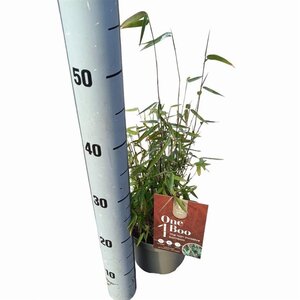 Fargesia 'Red Dragon' 20-30 cm cont. 2,0L - afbeelding 4