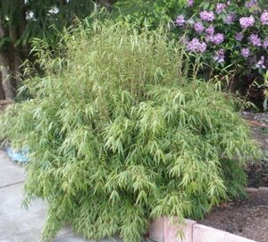 Fargesia rufa geen maat specificatie cont. 7,5L