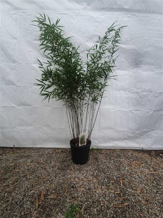 Fargesia robusta 'Wenchuan' 100-125 cm cont. 10L - afbeelding 2