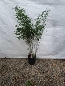 Fargesia robusta 'Wenchuan' 100-125 cm cont. 10L - afbeelding 2