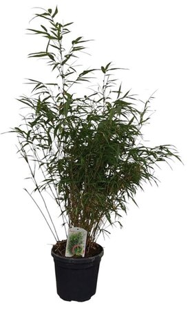 Fargesia robusta 'Wenchuan' 80-100 cm cont. 10L - afbeelding 2