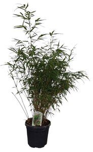 Fargesia robusta 'Wenchuan' 80-100 cm cont. 10L - afbeelding 2